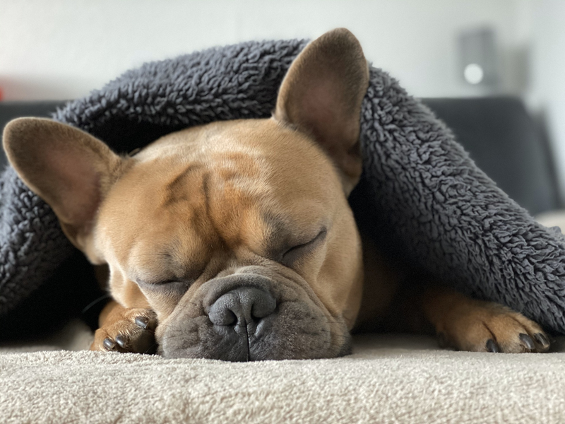 脂質と、睡眠の質